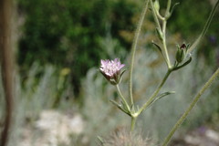 Pterocephalus plumosus