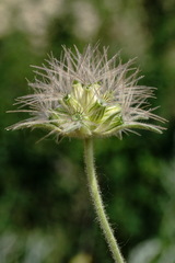 Pterocephalus plumosus