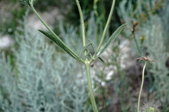 Pterocephalus plumosus