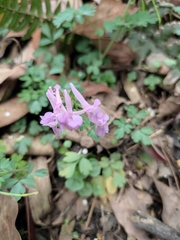 Corydalis decumbens