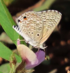 Anthene dulcis dulcis