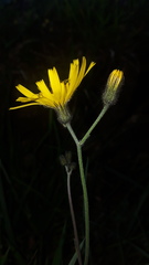 Hieracium glaucinum