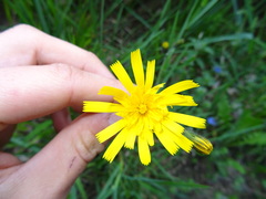 Hieracium glaucinum