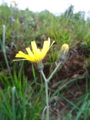 Hieracium glaucinum