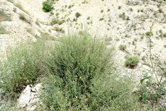 Scrophularia variegata