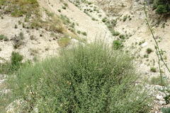 Scrophularia variegata