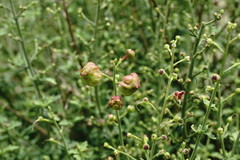Scrophularia variegata
