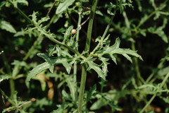 Scrophularia variegata