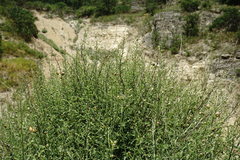 Scrophularia variegata