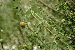 Scrophularia variegata