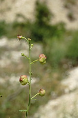 Scrophularia variegata