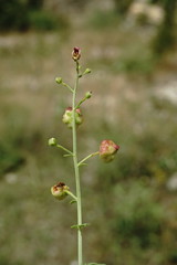 Scrophularia variegata
