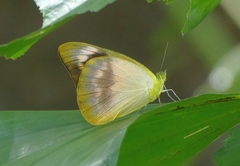 Appias nero