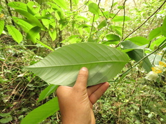 Passiflora arborea