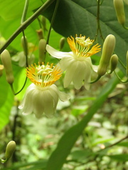 Passiflora arborea