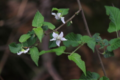Rubus corchorifolius