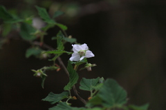 Rubus corchorifolius