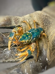 Cambarus gentryi