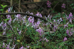 Corydalis decumbens