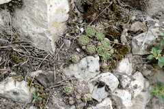 Sempervivum pumilum