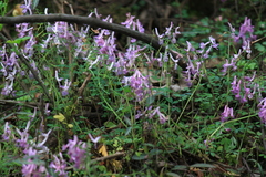 Corydalis decumbens