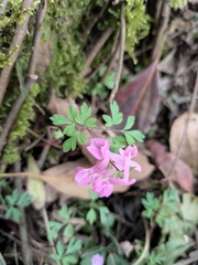 Corydalis decumbens