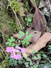 Corydalis decumbens