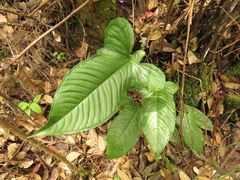Anthurium panduriforme