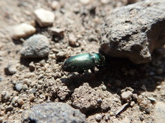 Harpalus honestus