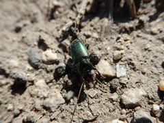 Harpalus honestus