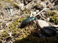 Harpalus honestus