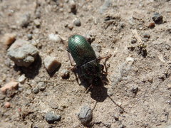 Harpalus honestus
