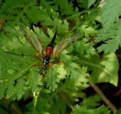Tanyptera atrata