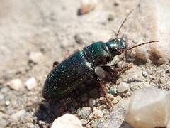 Harpalus honestus
