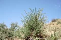 Salsola dendroides