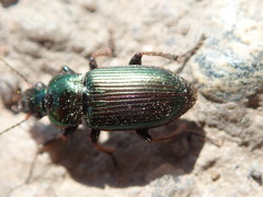 Harpalus honestus