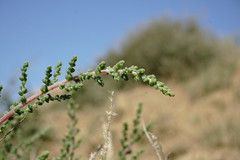 Salsola dendroides