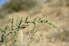 Salsola dendroides
