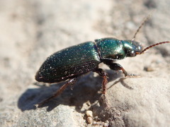Harpalus honestus