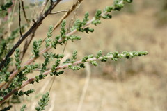 Salsola dendroides