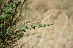 Salsola dendroides