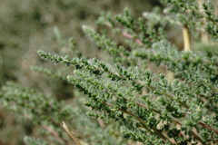 Salsola dendroides