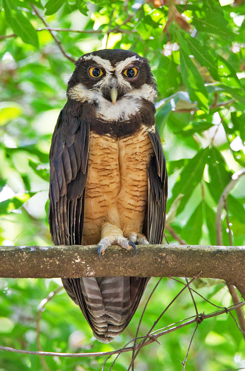 Spectacled Owls and Allies
