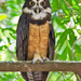 Spectacled Owls and Allies - Photo (c) Paul Cools, some rights reserved (CC BY-NC), uploaded by Paul Cools