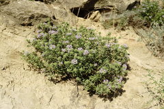 Ziziphora serpyllacea