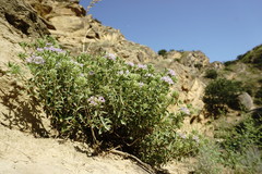 Ziziphora serpyllacea