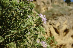 Ziziphora serpyllacea