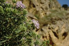 Ziziphora serpyllacea