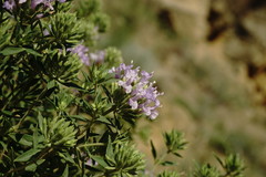 Ziziphora serpyllacea
