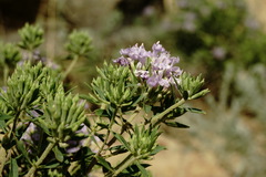 Ziziphora serpyllacea